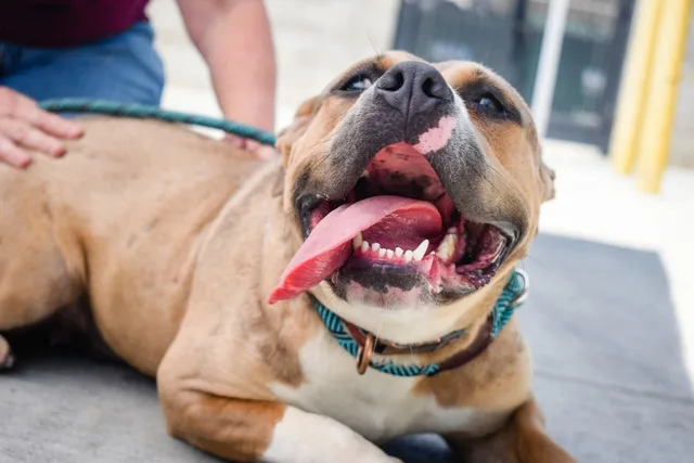 Happy dog at rescue shelter